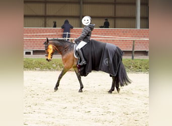 Deutsches Reitpony Mix, Stute, 12 Jahre, 145 cm, Brauner