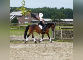 Deutsches Reitpony Mix, Stute, 12 Jahre, 145 cm, Brauner