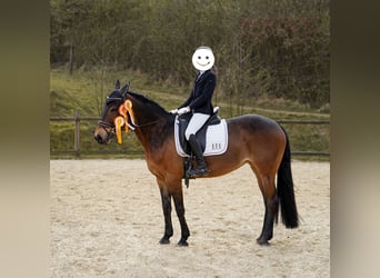 Deutsches Reitpony Mix, Stute, 12 Jahre, 145 cm, Brauner