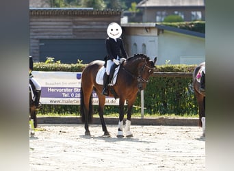 Deutsches Reitpony Mix, Stute, 12 Jahre, 145 cm, Brauner