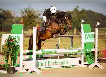 Deutsches Reitpony Mix, Stute, 12 Jahre, 145 cm, Brauner
