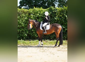 Deutsches Reitpony Mix, Stute, 12 Jahre, 145 cm, Brauner