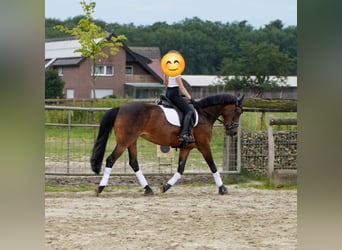 Deutsches Reitpony Mix, Stute, 12 Jahre, 145 cm, Brauner