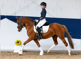 Deutsches Reitpony, Stute, 12 Jahre, 145 cm, Fuchs