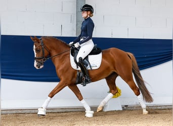 Deutsches Reitpony, Stute, 12 Jahre, 145 cm, Fuchs