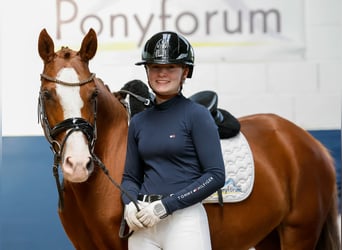 Deutsches Reitpony, Stute, 12 Jahre, 145 cm, Fuchs