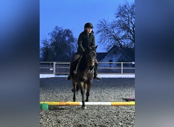 Deutsches Reitpony, Stute, 12 Jahre, 146 cm, Brauner