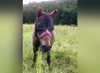 Deutsches Reitpony, Stute, 12 Jahre, 146 cm, Brauner