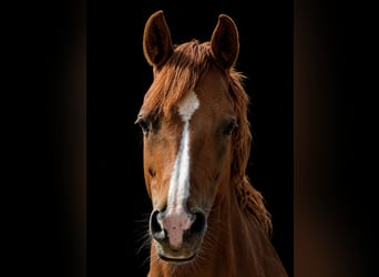 Deutsches Reitpony, Stute, 12 Jahre, 146 cm, Fuchs