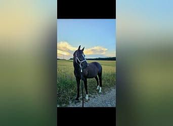 Deutsches Reitpony, Stute, 12 Jahre, 146 cm, Schwarzbrauner