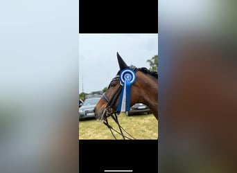 Deutsches Reitpony, Stute, 12 Jahre, 147 cm, Brauner