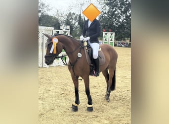 Deutsches Reitpony, Stute, 12 Jahre, 147 cm, Falbe