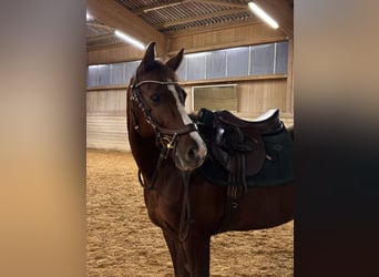 Deutsches Reitpony, Stute, 12 Jahre, 147 cm, Fuchs