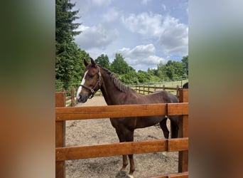Deutsches Reitpony, Stute, 12 Jahre, 147 cm, Fuchs