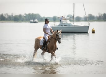 Deutsches Reitpony, Stute, 12 Jahre, 147 cm, Palomino