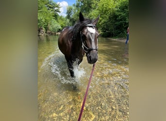 Deutsches Reitpony Mix, Stute, 12 Jahre, 147 cm, Rappe