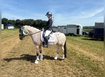 Deutsches Reitpony Mix, Stute, 12 Jahre, 147 cm, Rotschimmel