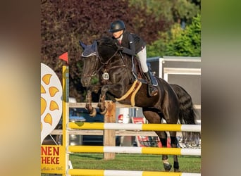 Deutsches Reitpony, Stute, 12 Jahre, 147 cm, Schwarzbrauner