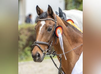 Deutsches Reitpony, Stute, 12 Jahre, 148 cm, Brauner