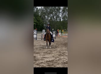 Deutsches Reitpony, Stute, 12 Jahre, 148 cm, Brauner