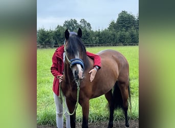 Deutsches Reitpony, Stute, 12 Jahre, 148 cm, Brauner