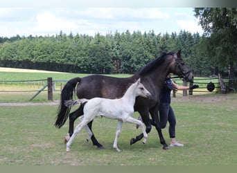 Deutsches Reitpony, Stute, 12 Jahre, 148 cm, Buckskin