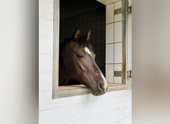 Deutsches Reitpony, Stute, 12 Jahre, 148 cm, Dunkelbrauner