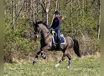 Deutsches Reitpony, Stute, 12 Jahre, 148 cm, Dunkelbrauner