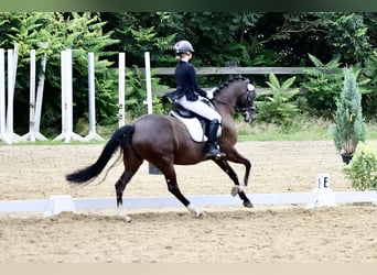Deutsches Reitpony, Stute, 12 Jahre, 148 cm, Dunkelbrauner