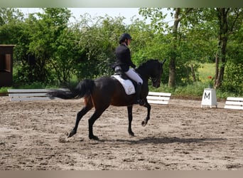 Deutsches Reitpony, Stute, 12 Jahre, 148 cm, Dunkelbrauner