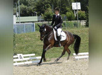 Deutsches Reitpony, Stute, 12 Jahre, 148 cm, Dunkelbrauner