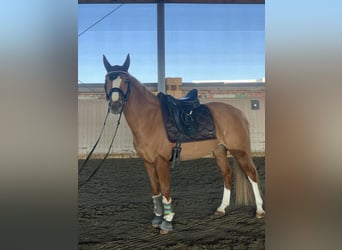 Deutsches Reitpony, Stute, 12 Jahre, 148 cm, Fuchs