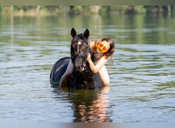 Deutsches Reitpony, Stute, 12 Jahre, 148 cm, Rappe