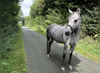 Deutsches Reitpony, Stute, 12 Jahre, 148 cm, Rappschimmel