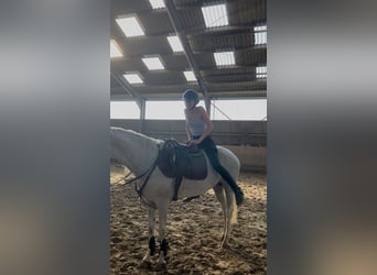 Deutsches Reitpony, Stute, 12 Jahre, 148 cm, Schimmel