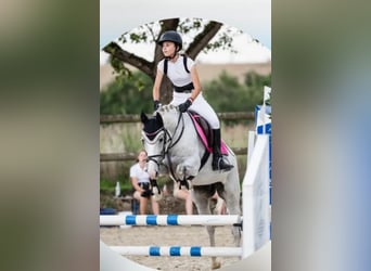 Deutsches Reitpony, Stute, 12 Jahre, 148 cm, Schimmel