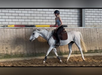 Deutsches Reitpony, Stute, 12 Jahre, 148 cm, Schimmel