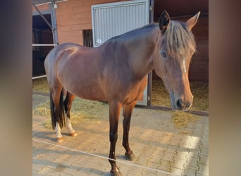 Deutsches Reitpony, Stute, 12 Jahre, 148 cm, Schwarzbrauner