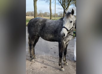 Deutsches Reitpony, Stute, 12 Jahre, 149 cm, Apfelschimmel