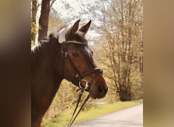 Deutsches Reitpony Mix, Stute, 12 Jahre, 149 cm, Brauner