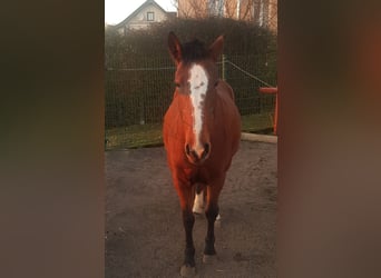 Deutsches Reitpony, Stute, 12 Jahre, 150 cm, Brauner