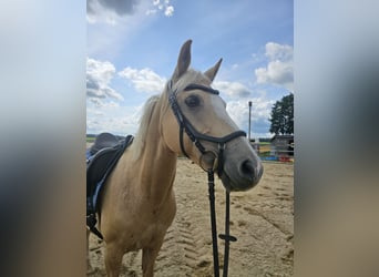 Deutsches Reitpony, Stute, 12 Jahre, 150 cm, Palomino