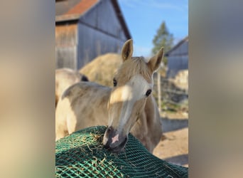 Deutsches Reitpony, Stute, 12 Jahre, 150 cm, Palomino