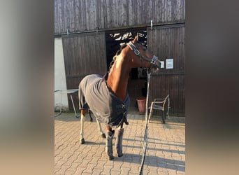 Deutsches Reitpony, Stute, 12 Jahre, 150 cm, Schecke