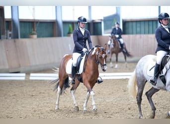 Deutsches Reitpony, Stute, 12 Jahre, 150 cm, Schecke