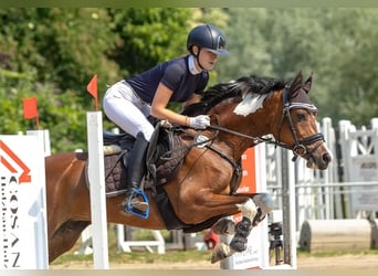 Deutsches Reitpony, Stute, 12 Jahre, 150 cm, Schecke