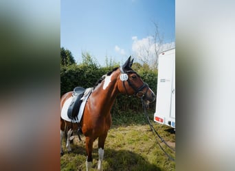 Deutsches Reitpony, Stute, 12 Jahre, 150 cm, Schecke