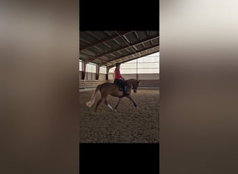 Deutsches Reitpony, Stute, 12 Jahre, 152 cm, Fuchs