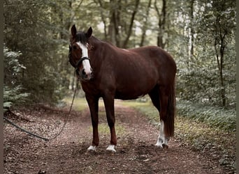 Deutsches Reitpony, Stute, 12 Jahre, 153 cm, Dunkelfuchs