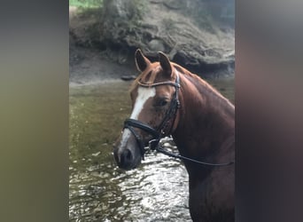 Deutsches Reitpony, Stute, 12 Jahre, 153 cm, Fuchs